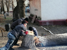 Помощь в опиловке старых деревьев Помощь в опиловке старых деревьев.